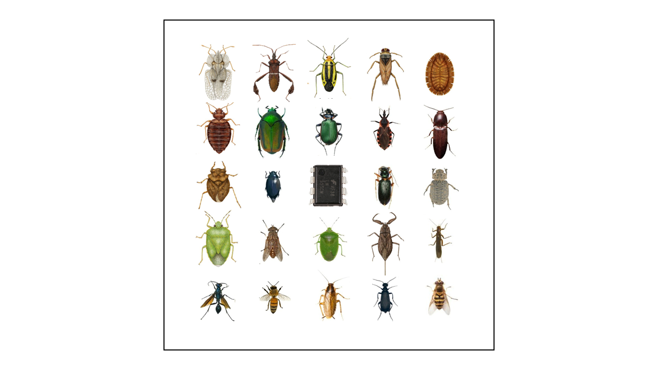 Bug, Digital (PowerPoint)